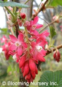 Ribes sanguineum 'Brocklebankii'             